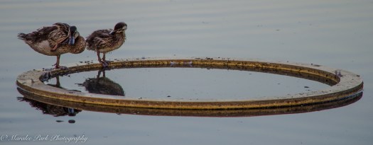 Nature4124August 18, 2016-2