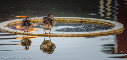 Nature4128August 18, 2016