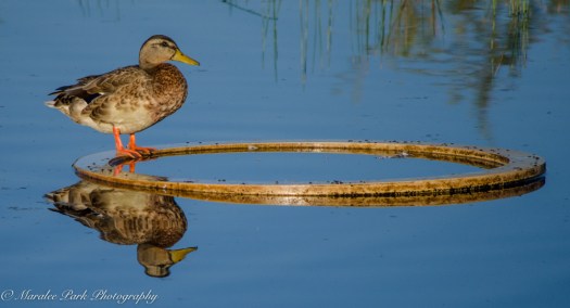 Nature4159August 18, 2016