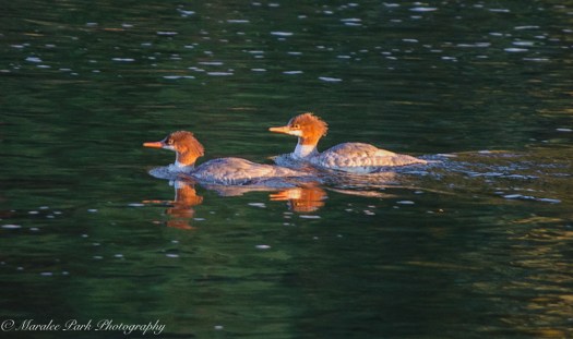 Nature4483August 25, 2016