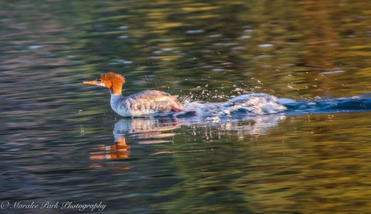 Nature4490August 25, 2016