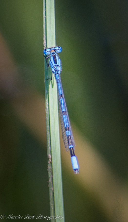 Nature4586August 27, 2016