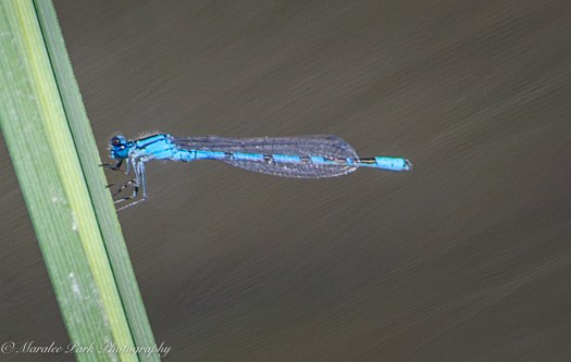 Nature4588August 27, 2016