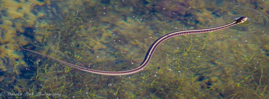 Nature4591August 27, 2016