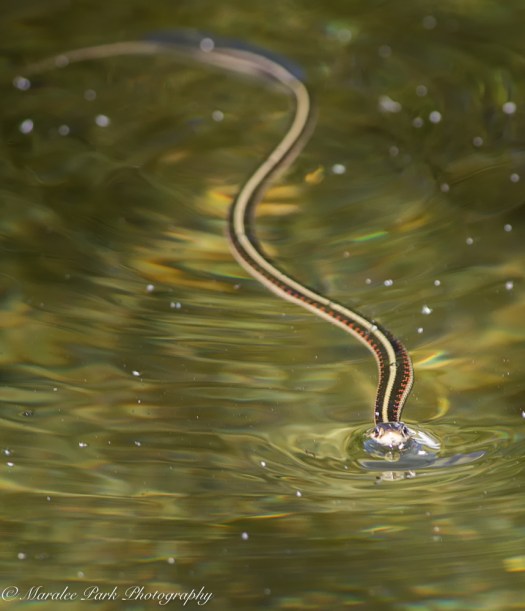 Nature4592August 27, 2016-2