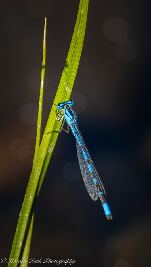 Nature4597August 27, 2016