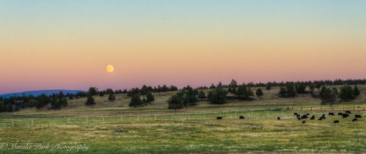 nature05103september-15-2016and2more