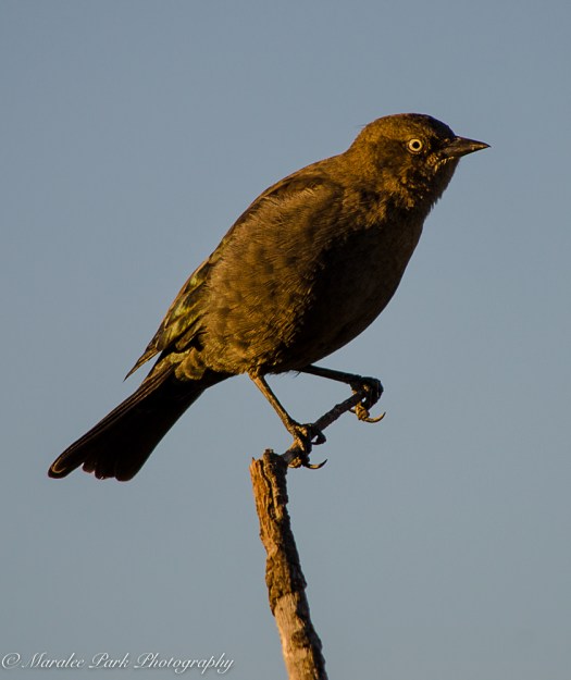 nature3770august-14-2016