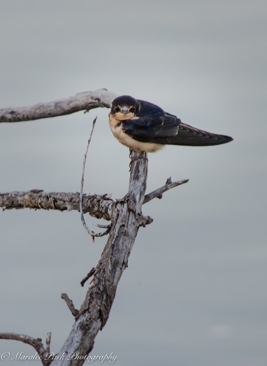 nature4454august-24-2016