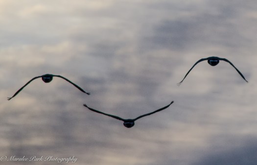 Nature4805September 01, 2016-2