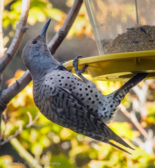 nature4836september-01-2016