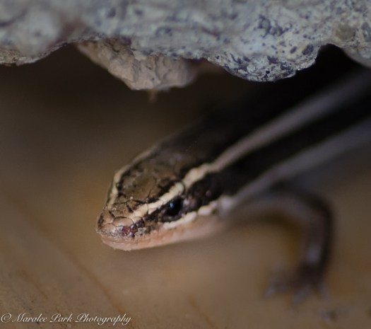 nature5023september-10-2016