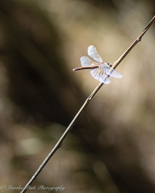 nature5027september-10-2016