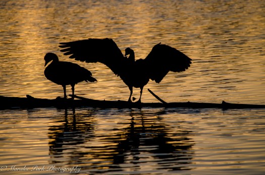 nature5066september-11-2016