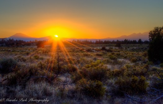 nature5129september-15-2016and5more