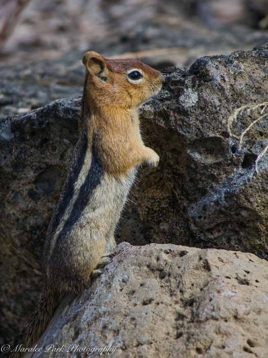 nature5217september-20-2016