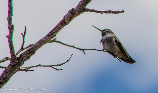 nature5238september-20-2016