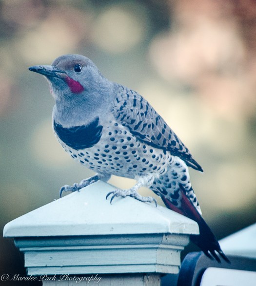 nature5282september-21-2016