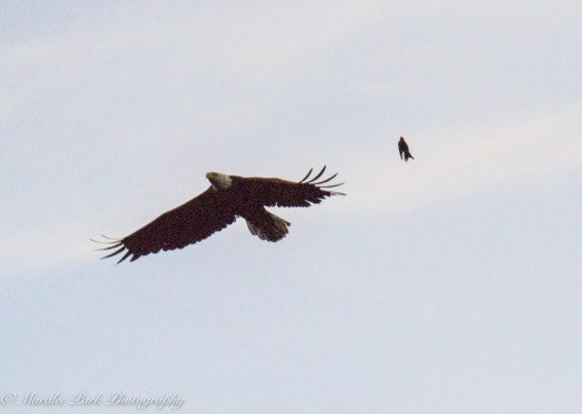 eagle-01262june-24-2015