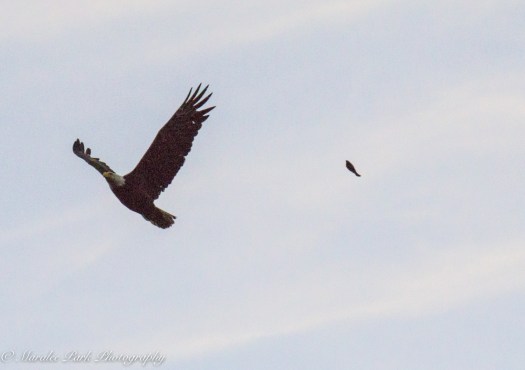 eagle-01263june-24-2015