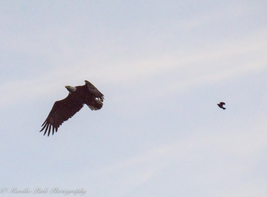 eagle-01264june-24-2015