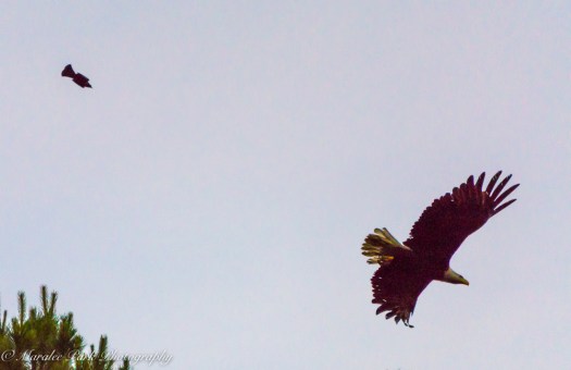 eagle-01274june-24-2015