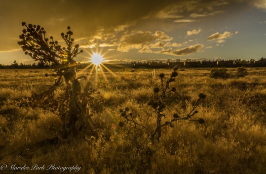 nature05585october-02-2016