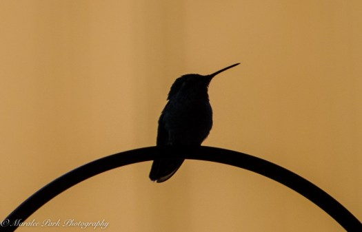 nature5296september-25-2016