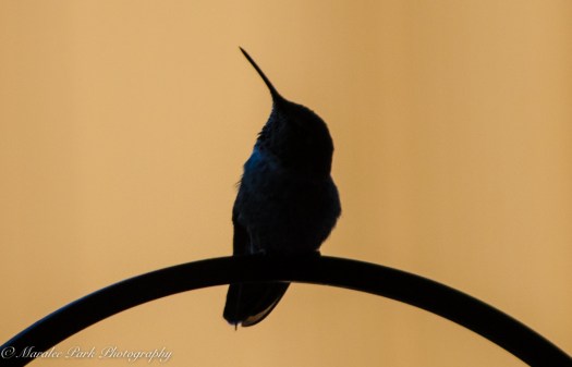 nature5298september-25-2016