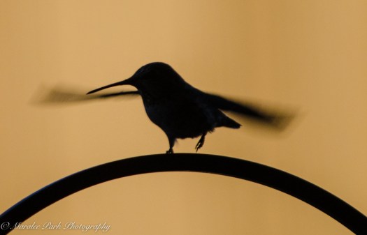 nature5300september-25-2016