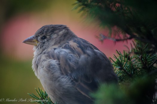 nature5323september-29-2016