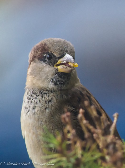 nature5341october-04-2016