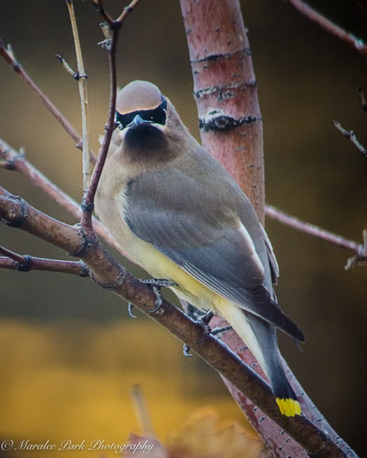 nature5353october-05-2016