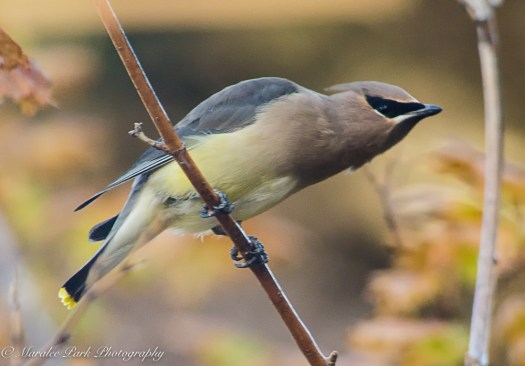 nature5379october-05-2016