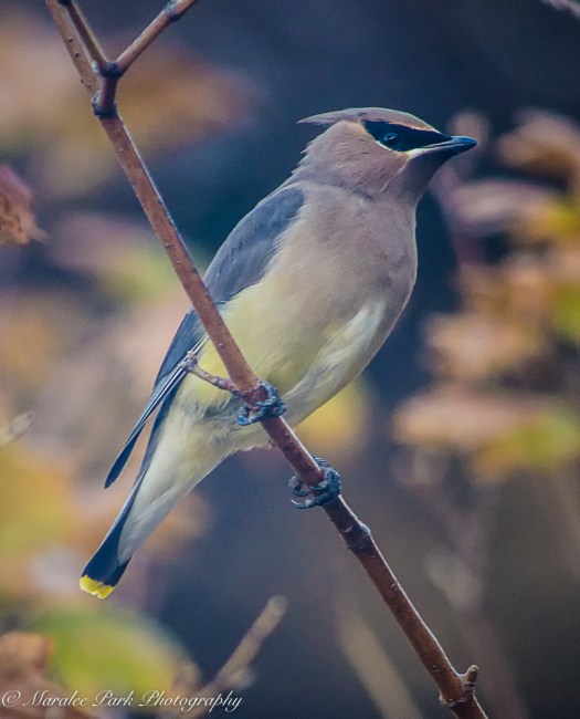 nature5383october-05-2016