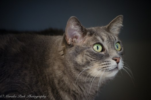 nature5392october-05-2016