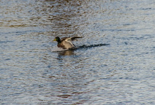 nature5472october-08-2016