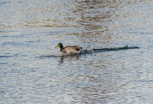 nature5473october-08-2016