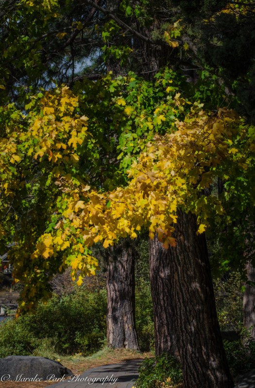 october-16-2016nature0