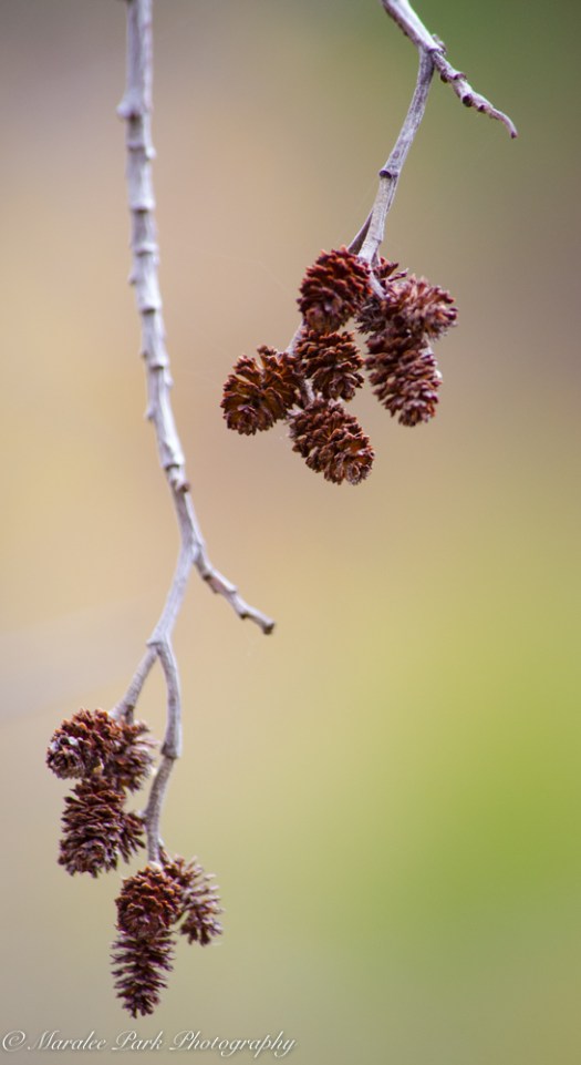 october-17-2016nature30