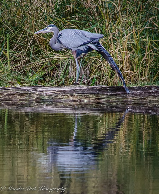 october-17-2016nature35-2-2