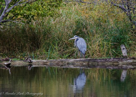 october-17-2016nature44-2