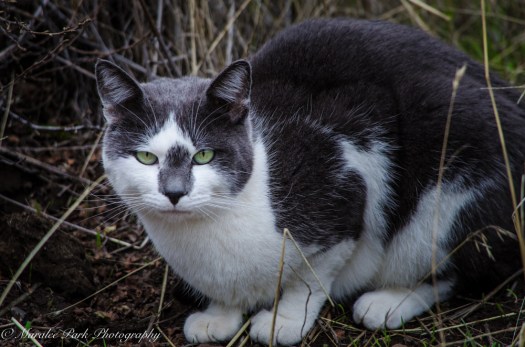 october-30-2016nature329