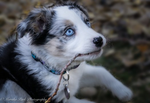 november-04-2016kona-puppy393