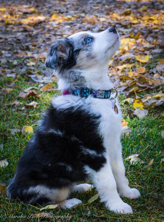 november-04-2016kona-puppy446