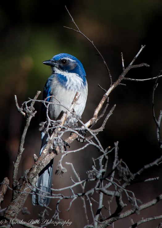 november-09-2016nature1070