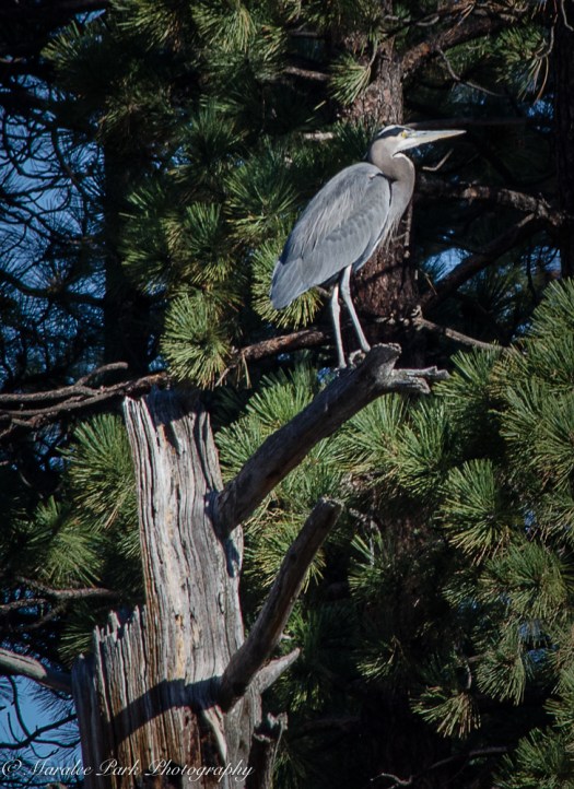 november-09-2016nature1077