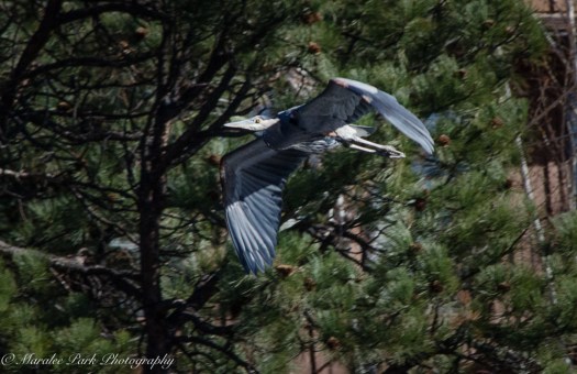 november-09-2016nature1098