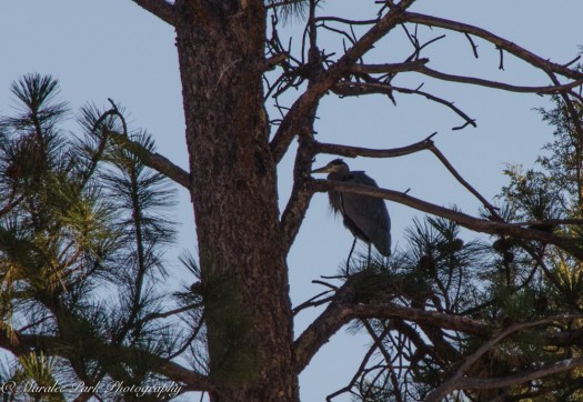 november-09-2016nature1109