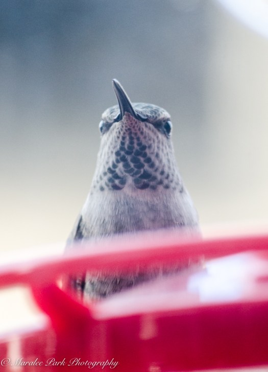 november-15-2016nature1125